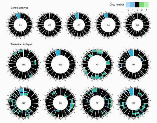 Анеуплоидные вариации в хромосомах различных эмбрионов, обработанных реверсином