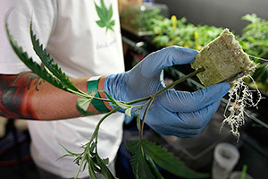 Трава у дома Как легальная марихуана превращается в многомиллионый бизнес