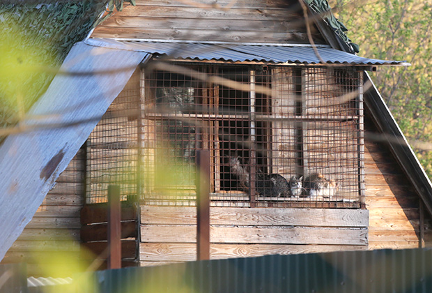 29 апреля 2016 года. Животные частного приюта «ЭКО Вешняки» на улице Аллея Первой Маевки, где сотрудники полиции обнаружили более 40 погибших кошек и собак.