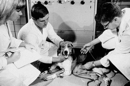 Первый кардиостимулятор на плутонии имплантировали собаке в 1969 году