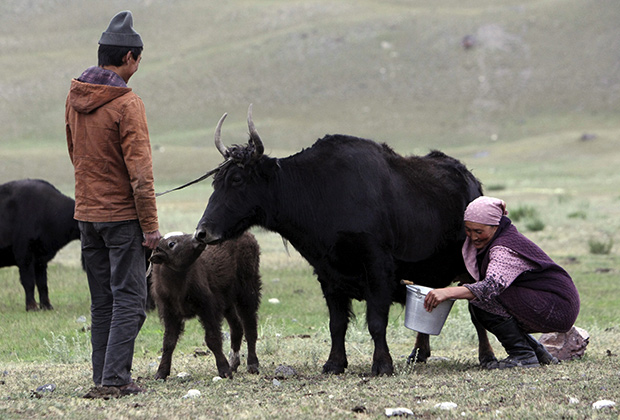 Около трети киргизских женщин и девушек в возрасте от 15 до 49 лет, когда-либо состоявших в браке, подвергались домашнему насилию