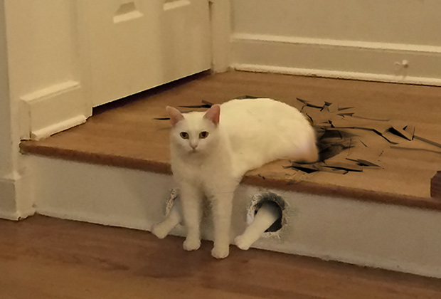 Сидящий на лестнице белый кот вдохновил интернет-пользователей на фотожабы
