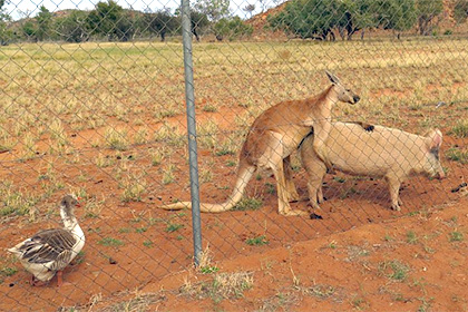 Австралиец обнаружил спаривающегося со свиньей кенгуру и гуся-вуайериста Pic_9b6cc0fd5acd5c5805beba03f75ee277
