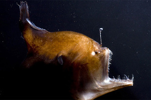 Чудовища с лампочками Самые пугающие и опасные обитатели дна океана 