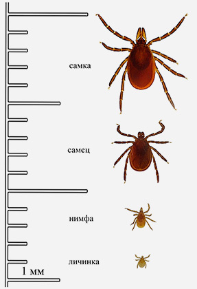 Виды клещей фото и названия лесные клещи
