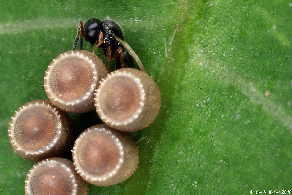Паразитическая оса (Scelionid) маркирует яйцо клопа из семейства Pentatomidae, чтобы другие осы знали о том, что туда уже запущен паразит.
