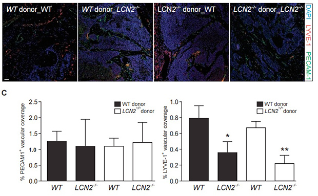 Влияние LCN2, синтезируемого макрофагами, на образование кровеносных и лимфатических сосудов