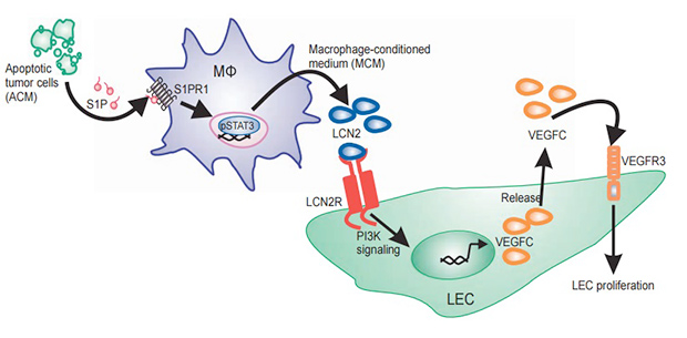 Схема влияния апоптических раковых клеток на развитие лимфатических сосудов