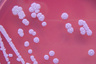 Бактерии Burkholderia pseudomallei