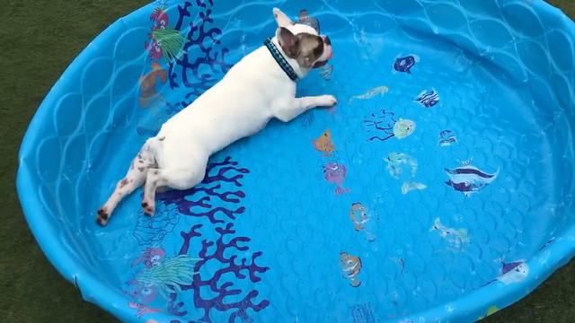 French bulldog refuses to let lack of water keep him from swimming