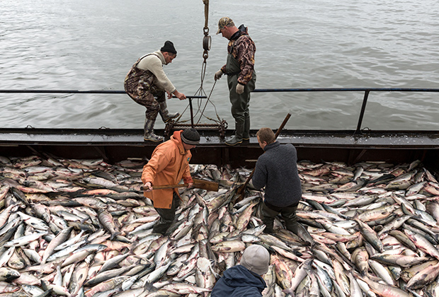 Рыбаки во время приема лосося на фабрике береговой обработки рыбы рыболовецкого колхоза имени В. И. Ленина в Петропавловске-Камчатском 