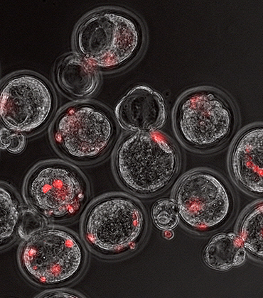 Стволовые клетки человека (красные) в эмбрионах мышей на стадии бластоцисты