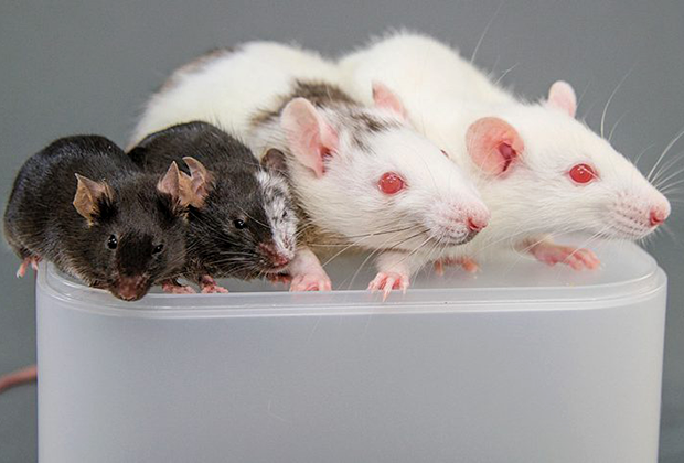Слева направо: обычная мышь, мышь с клетками крысы, крыса с клетками мыши, обычная крыса
