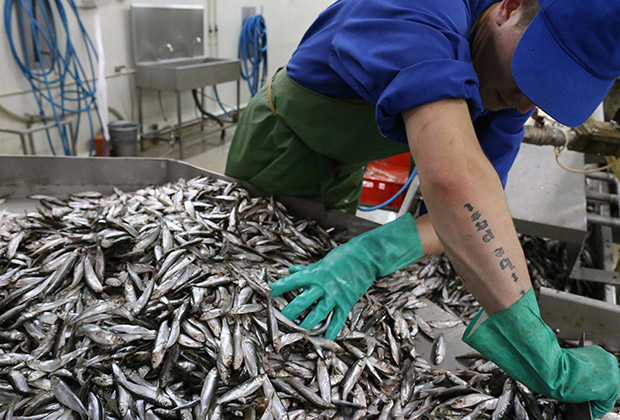 В 2013 году Латвия поставила в Россию рыбных консервов и готовой рыбной продукции на 40 миллионов долларов
