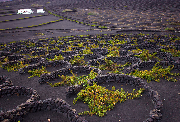 Виноград на острове выращивают прямо на лаве, огораживая кусты от ветра полукруглыми заборчиками из пепла