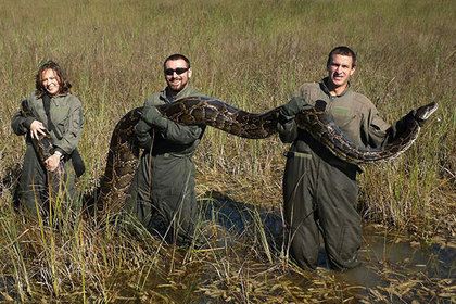 Биологи демонстрируют темного тигрового питона длиной 4,5 метра, пойманного в 2009 году в районе города Хомстед, штат Флорида