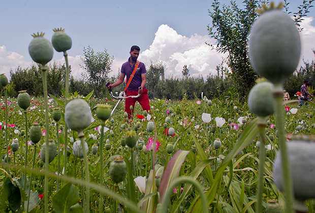 Уничтожение нелегальных плантаций опийного мака в Кашмире