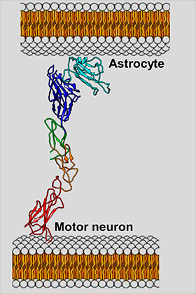 EphA4 опосредует взаимодействие между моторными нейронами и астроцитами, которое, по мнению авторов работы, является одной из причин быстрой гибели первых.