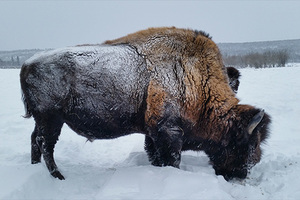 Бизон — зверек русский Их считали вымершими, но они возвращаются. Репортаж из бизонария в Якутии 