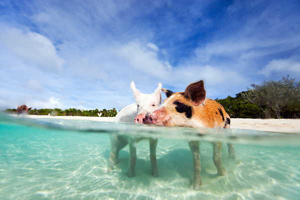 свиньи на багамах