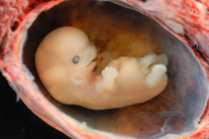 Бог из пробирки Эмбрион впервые вырастили вне утробы матери