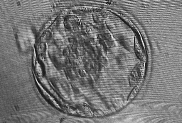 Ученым удалось в первый раз в истории вырастить эмбрион мыши из стволовых клеток