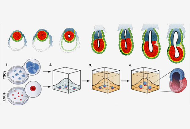 Развитие эмбриона мыши in vitro