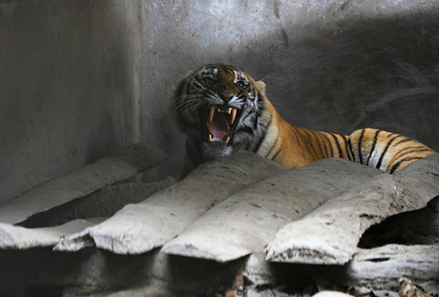 Большинство бенгальских тигров живет в заповеднике Читван