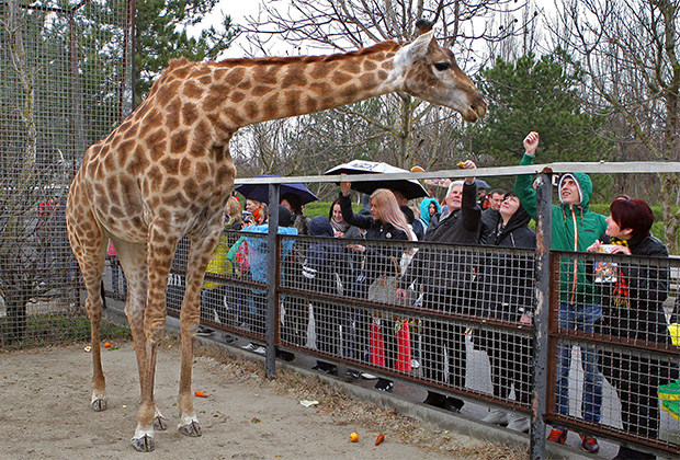 Посетители у вольера с жирафом.