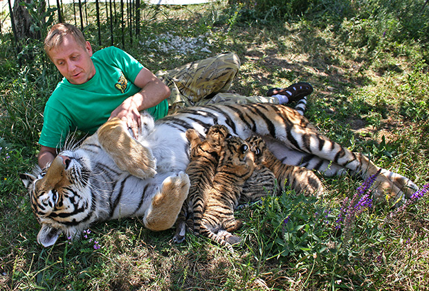 Олег Зубков в вольере амурской тигрицы Василисы с новорожденными тигрятами.