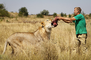 Владелец парка львов «Тайган» Олег Зубков кормит льва