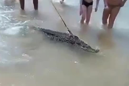 Из-за купающегося рядом с детьми в Анапе крокодила начали проверку