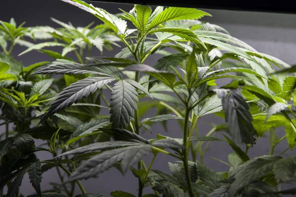 в грузии разрешили выращивать марихуану