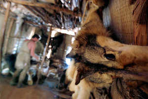 «Окровавленная морда серого животного» История хаски, казненной за убийство куриц на подмосковной даче