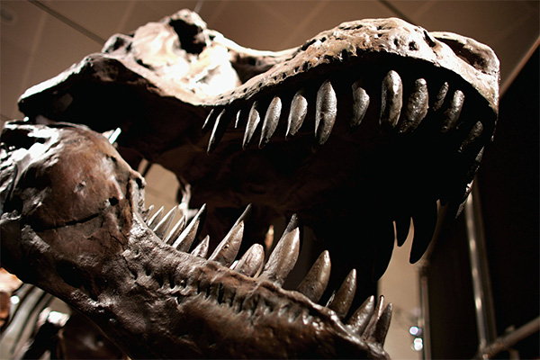 Найден самый крупный динозавр в мире: Наука: Наука и техника: Lenta.ru