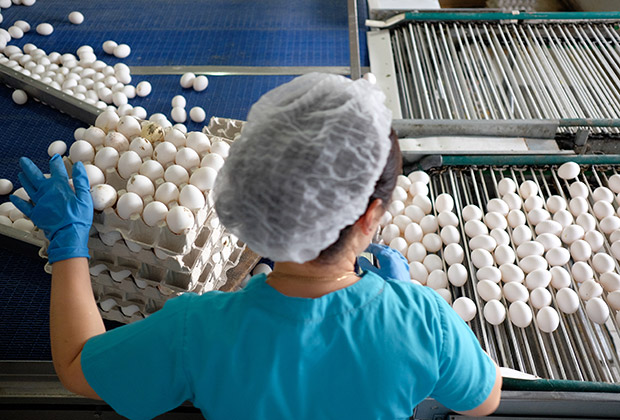 Сотрудница на линии сортировки яиц на Натухаевской птицефабрике в Краснодарском крае.

