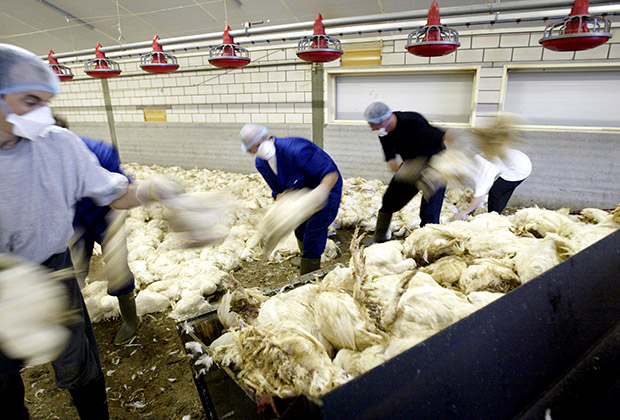 Ветеринары убирают мертвых кур на одной из ферм в Нидерландах. 