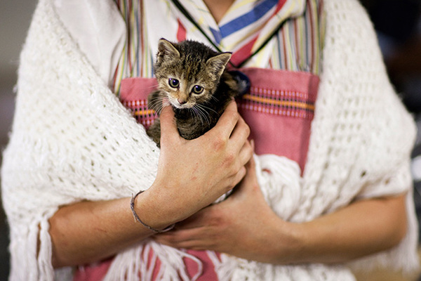 Почему беременным нельзя контактировать с кошками? | ЗооБлог