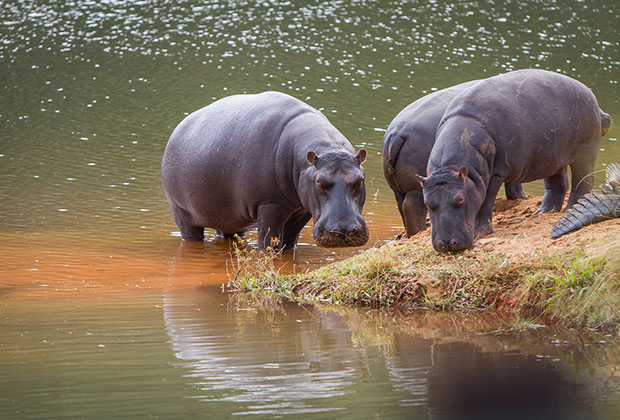 В национальных парках Свазиленда можно увидеть всю большую африканскую пятерку