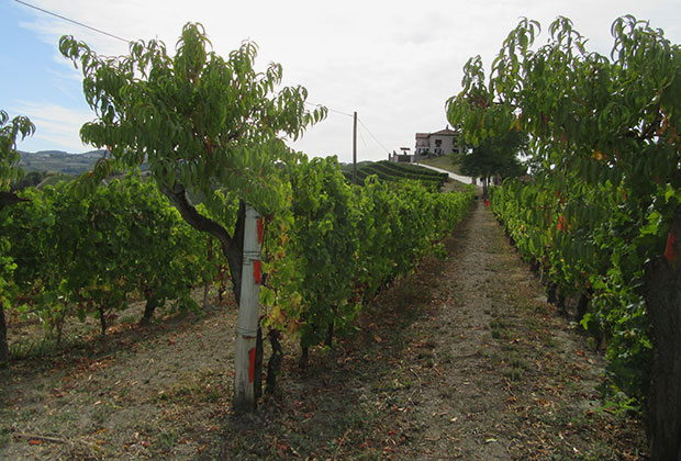 Лучшие виноградники в Пьемонте продают по два миллиона евро за гектар