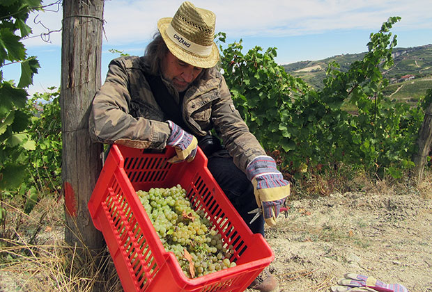 Чтобы выполнить норму, за восьмичасовой рабочий день нужно собрать тонну винограда