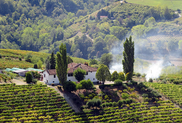Виноградники — главное сокровище Пьемонта