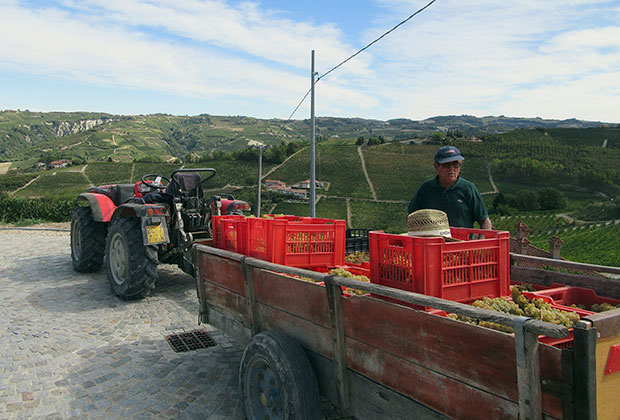 Джузеппе Сандри работает на винограднике уже больше 60 лет
