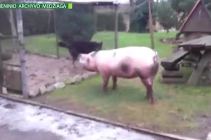 Пьяная литовская свинья затерроризировала деревенских собак