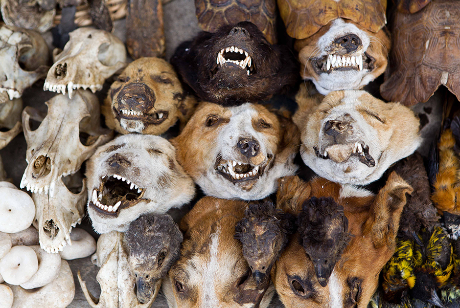 С помощью собачьих голов колдуны вуду лечат самые разные заболевания: от болей в спине и геморроя до малярии.