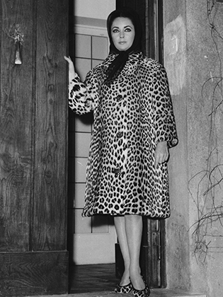 Актриса Элизабет Тейлор в леопардовом пальто (1962)