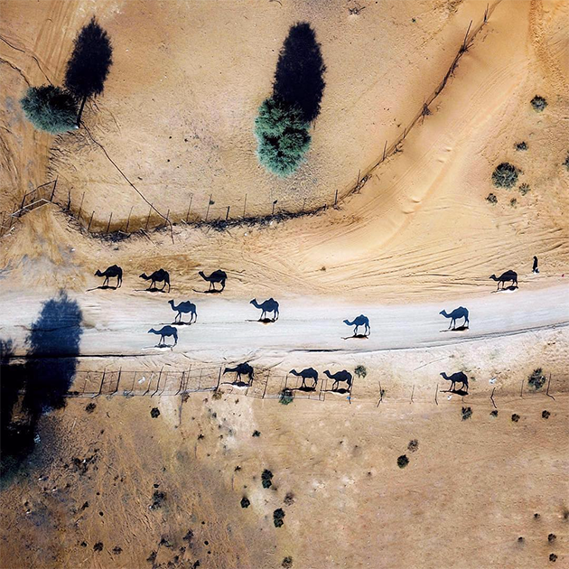 Француженка Джули Милассо использовала дрон, чтобы сфотографировать верблюдов в Дубаи с  высоты птичьего полета. «То, что вы сначала видите, это не верблюд, а его тень, — объясняет она. — В Дубаи природа не всегда доступна. Фотографирование с дрона дало мне этот непростой, уникальный, своеобразный ракурс, и я его обожаю».