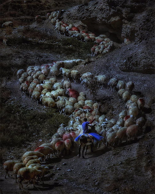 На другом краю света турецкий фотограф Явуз Арслан снял молодого пастуха, поднимающегося с отарой овец по горной дороге.