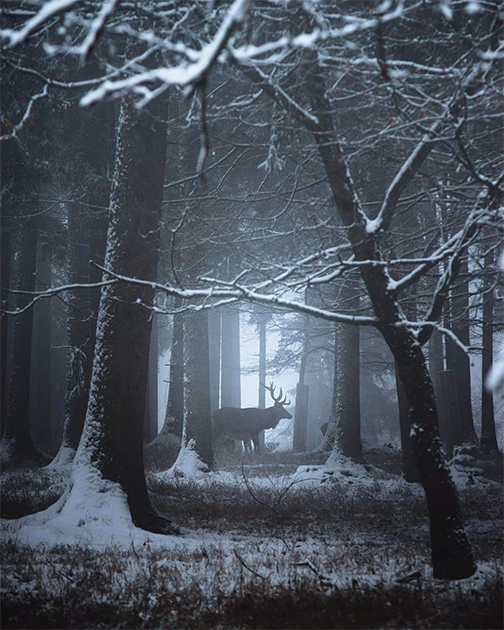 Чтобы поймать такой кадр, нужно терпение. Немецкий фотограф Роланд Кремер не один час подстерегал оленя в заснеженном горном лесу в Швабском Альбе. Одно хорошо: до теплого дома было рукой подать. «Меня вдохновлял тот факт, что за хорошими снимками необязательно далеко ехать, — говорит он. — Этот был сделан практически у меня во дворе».