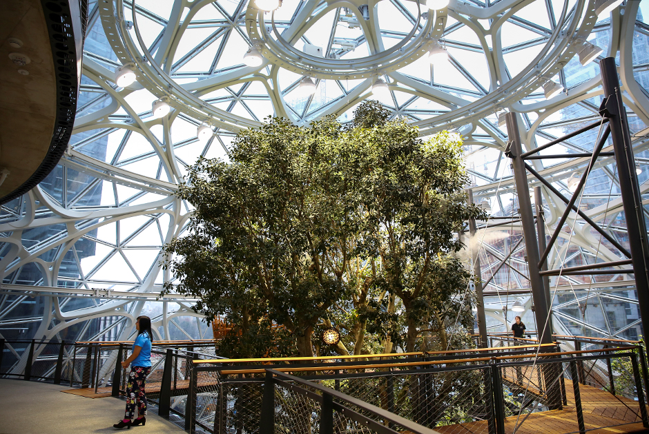 Одной из самых больших сложностей при строительстве стала транспортировка и высадка 16-тонного дерева Ficus rubiginosa. Его посадили 16 лет назад на одной из ферм Южной Калифорнии. У растения есть имя — Руби.